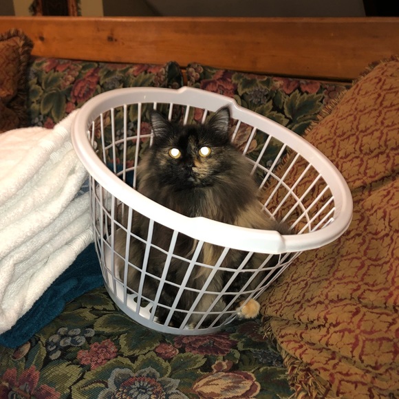 Meet your Posher, Carley - Picture 8 of 8